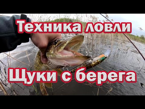 Техника ловли щуки с берега